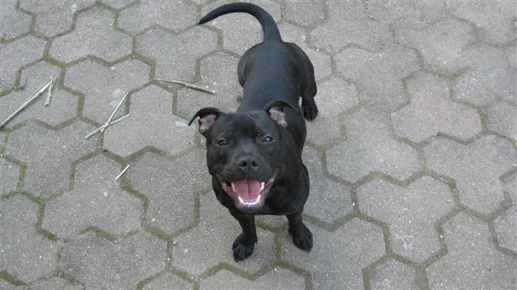 Staffordshire bull terrier Loco - Er jeg ikke bare fin billede 1