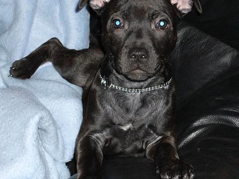 Staffordshire bull terrier Loco billede 2