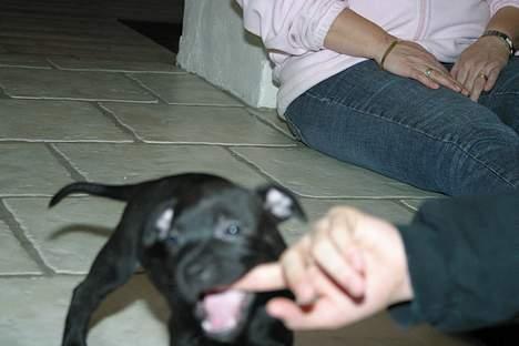 Staffordshire bull terrier Loco - Hmm er det mon noget jeg kan spise.. billede 3