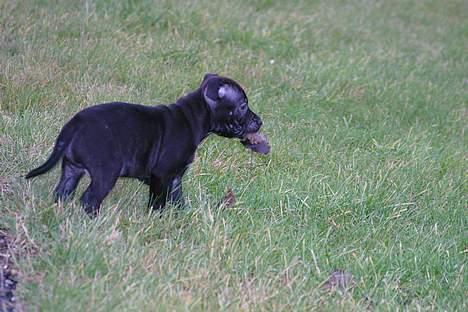 Staffordshire bull terrier Loco billede 4