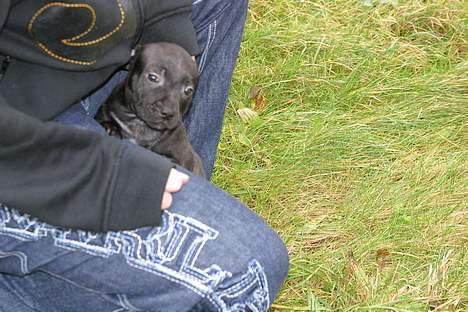 Staffordshire bull terrier Loco billede 5