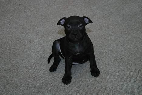 Staffordshire bull terrier Loco billede 6