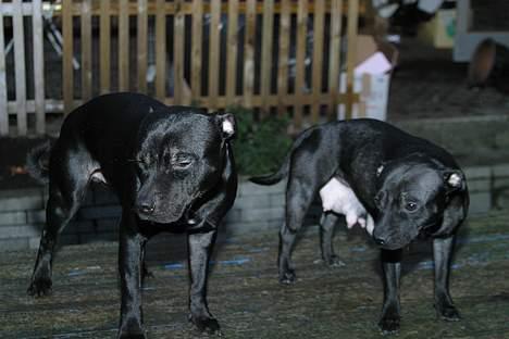 Staffordshire bull terrier Loco - Her er mine skønne forældre. billede 7