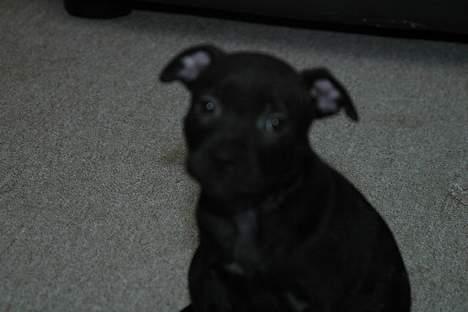 Staffordshire bull terrier Loco billede 8