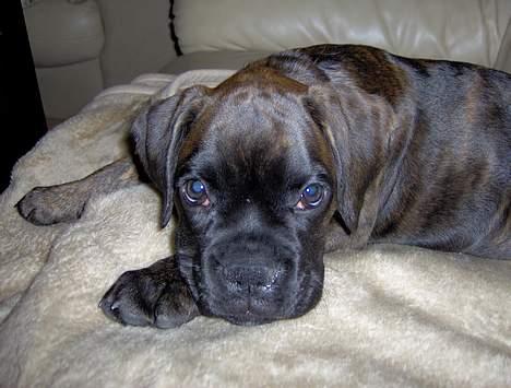 Boxer Dolce billede 7