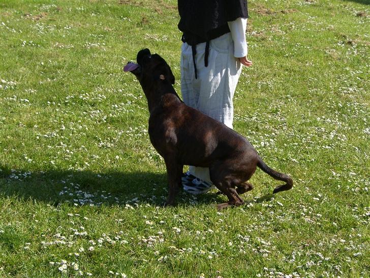 Boxer Dolce - Jeg sidder da nææææsten ned *GG*  billede 8