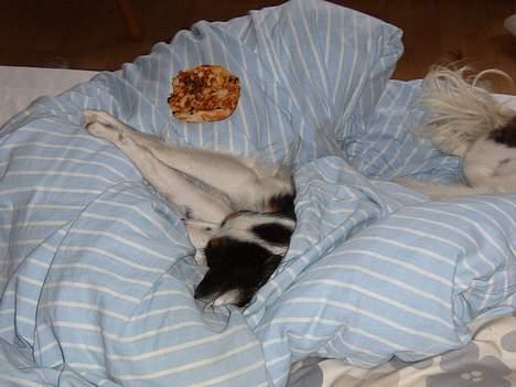 Blanding af racer Mollypigen - ja, det er Mollypigen, der hygger billede 9