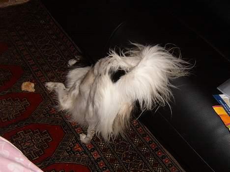 Blanding af racer Mollypigen - Denne krydder er mit bedste legetøj billede 10