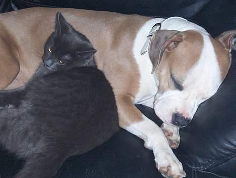 Amerikansk staffordshire terrier o0$chevy$0o hey hey alle  - mig og min "lillebror" der putter billede 15