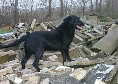 Labrador retriever Silas * R.I.P. * - Er han ikk´ Dejlig ? <3 billede 1