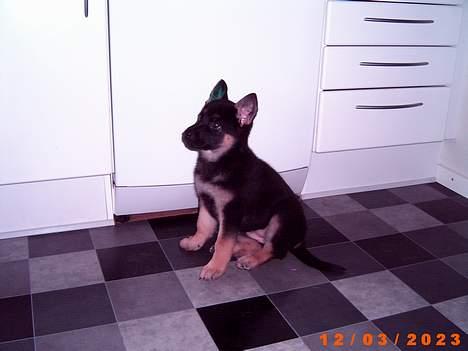 Schæferhund Konya vom Cap Arkona - Årh, jeg er så sulten. billede 1