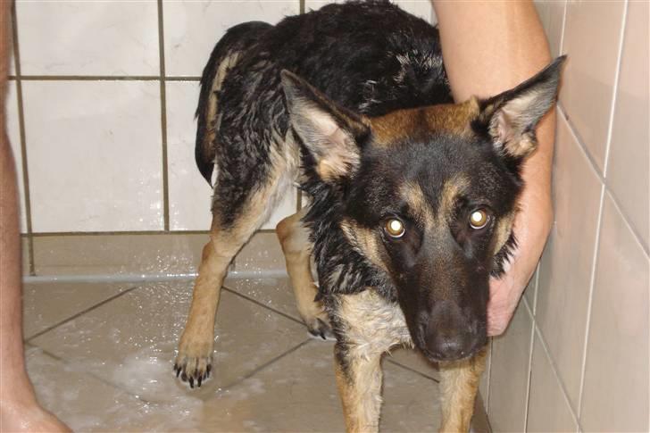 Schæferhund Konya vom Cap Arkona - Du skulle selv prøve, det er slet ikke sjovt... billede 2