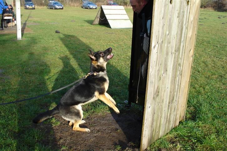 Schæferhund Konya vom Cap Arkona - Se, DET er sjovt... billede 3