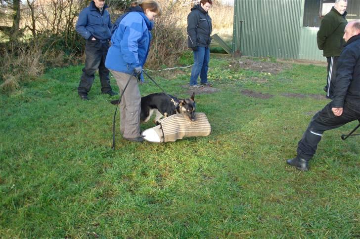 Schæferhund Konya vom Cap Arkona - Du kan jo prøve om du tør ta´ den, Grrr. billede 4