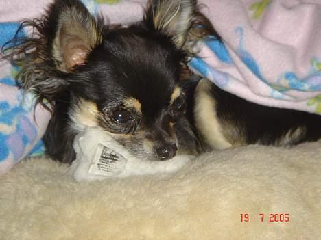 Chihuahua Freja billede 16