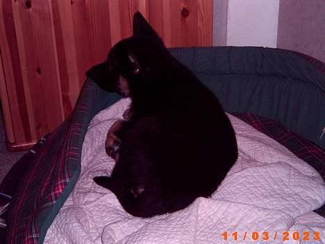 Schæferhund Konya vom Cap Arkona - Det er hårdt at være hyber... billede 5