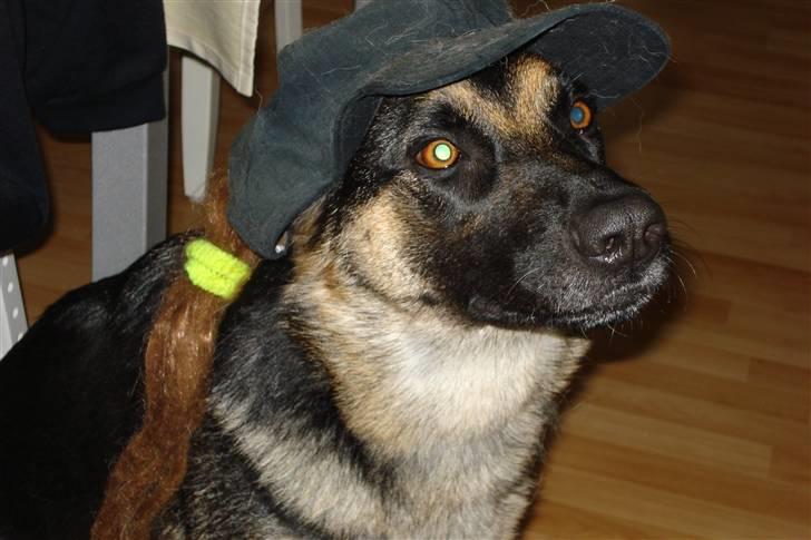 Schæferhund Konya vom Cap Arkona - Ih ja hvor sjovt, ha ha... billede 6