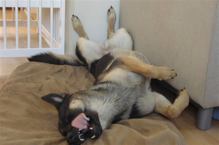 Schæferhund Konya vom Cap Arkona - Det er nu rart med en slapper. billede 7
