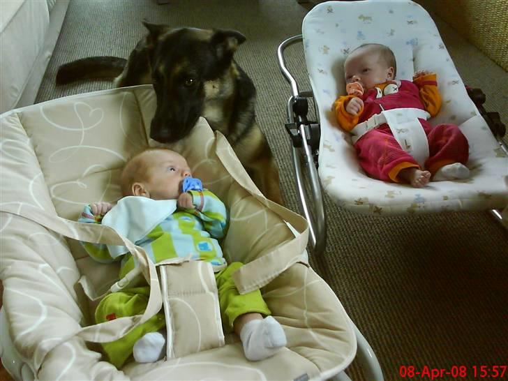 Schæferhund Konya vom Cap Arkona - Hvad er du mon for en??? billede 8