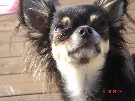 Chihuahua Freja billede 17