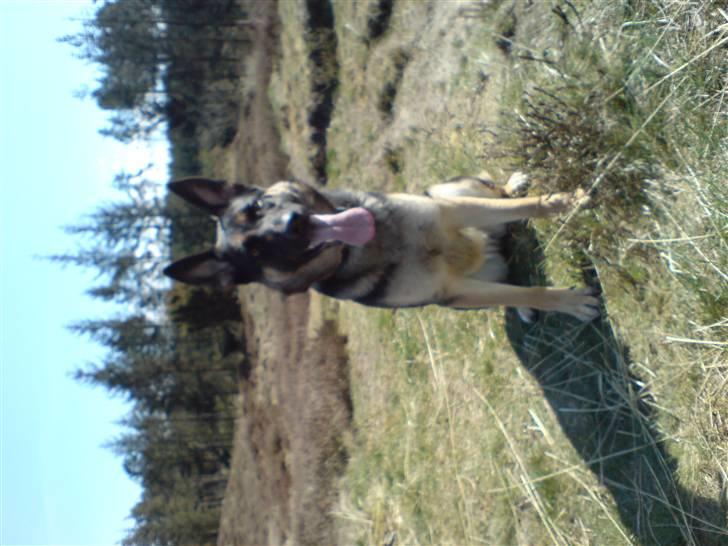 Schæferhund Konya vom Cap Arkona - Jeg styrer... billede 9