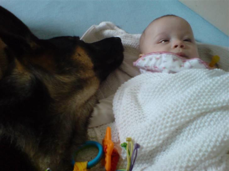 Schæferhund Konya vom Cap Arkona - Zzzzzzzzzzz billede 10