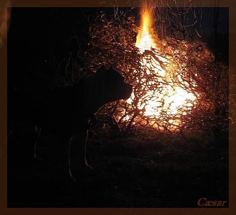 Amerikansk staffordshire terrier Cæsar blandet m. DOVENDYR RIP - Tak til Louise for den gode redigering ;-D billede 7