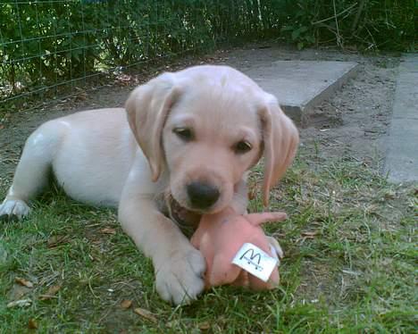 Labrador retriever trille - på billede er jeg 9 uger  billede 1