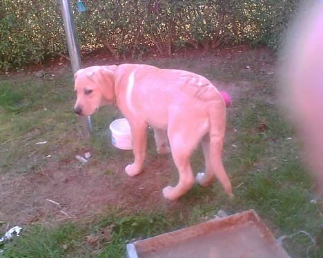 Labrador retriever trille billede 2