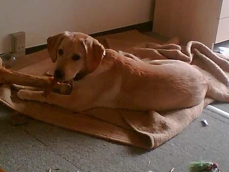 Labrador retriever trille billede 3