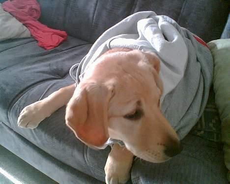 Labrador retriever trille - her har jeg fået lenes tøj på  billede 4