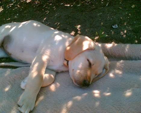 Labrador retriever trille - her sover jeg det er hårdt at være lille  billede 5