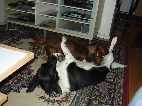 Gravhund Pasja - Fimme:) billede 2