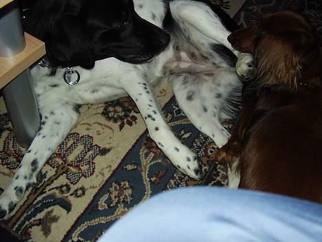 Gravhund Pasja - Fimme:) billede 3
