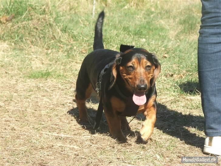 Blanding af racer Tyson (gravhund/beagel) - hammerbakker 19-4-08 taget af annette o billede 7