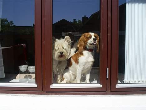 Cavalier king charles spaniel Maggie billede 15
