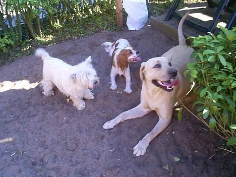 Cavalier king charles spaniel Maggie billede 16