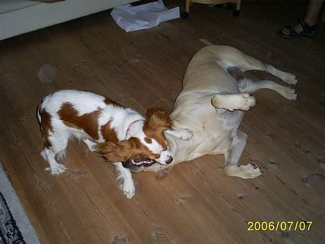 Cavalier king charles spaniel Maggie billede 17