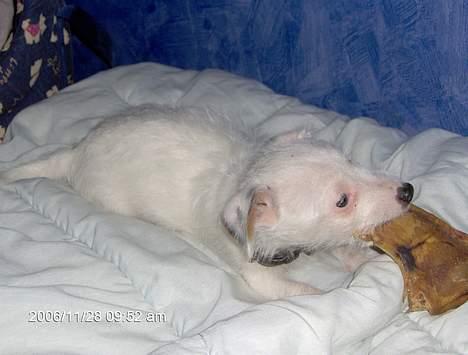 Jack russell terrier frikke - det er min hund den heder frikke den er så sød da jeg fik den var den 11 urer billede 1