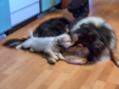 Jack russell terrier frikke - her er min hun og min storer dor´s  billede 2