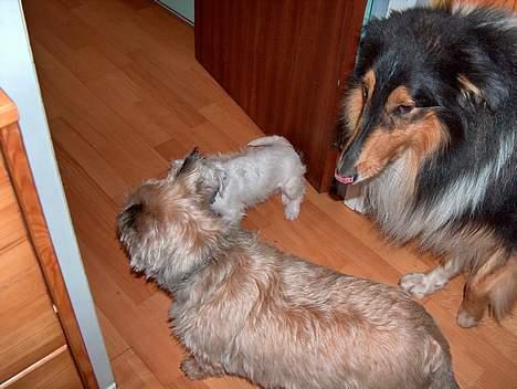 Jack russell terrier frikke - her er min hund frikke igen sammen med min storer bor´s hund og min mor´s og far´s billede 3