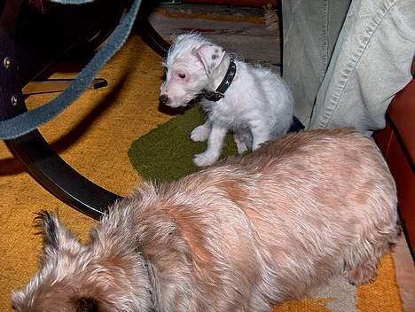 Jack russell terrier frikke - det er min den hvide men det er min mor´s og far´s den anden den heder bølle billede 4