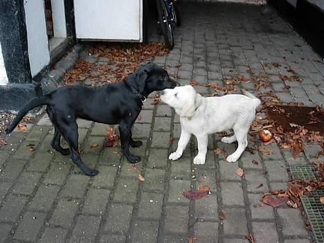 Labrador retriever Betsie billede 19