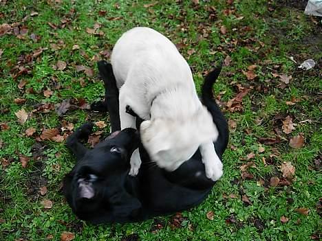 Labrador retriever Betsie billede 20