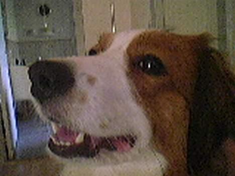 Kooikerhondje Felix billede 1