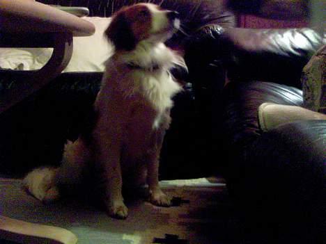 Kooikerhondje Felix billede 2