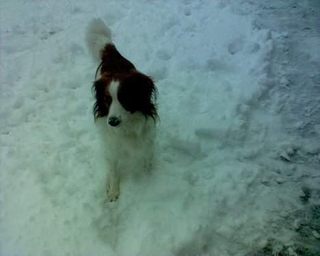 Kooikerhondje Felix billede 3