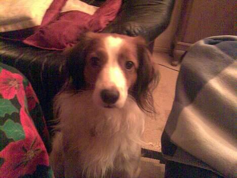 Kooikerhondje Felix billede 4