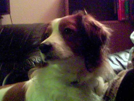 Kooikerhondje Felix billede 5