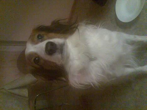 Kooikerhondje Felix billede 6